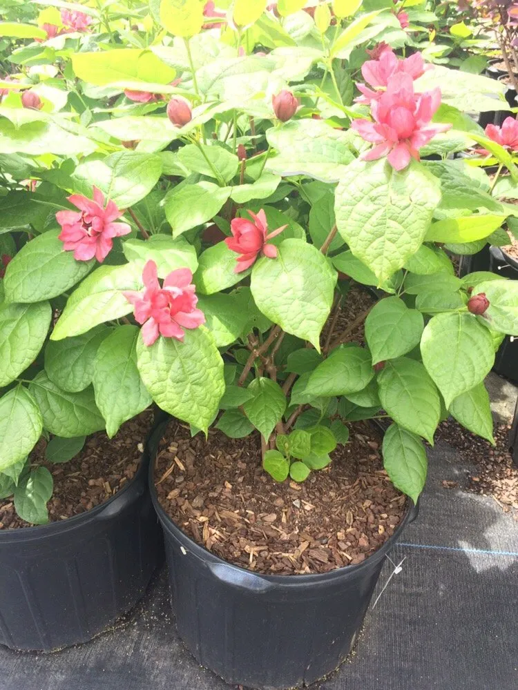 Reliable yard maintenance experts serving Fresh Meadows, NY - Isaiah's Figtree