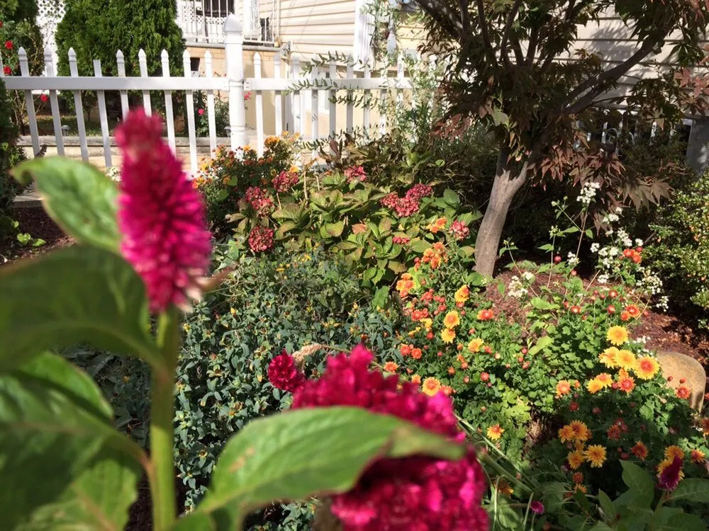 Top-rated garden landscaping for homes across Fresh Meadows, NY - Isaiah's Figtree
