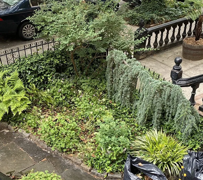 Expert landscape installation for homes across Fresh Meadows, NY - Isaiah's Figtree