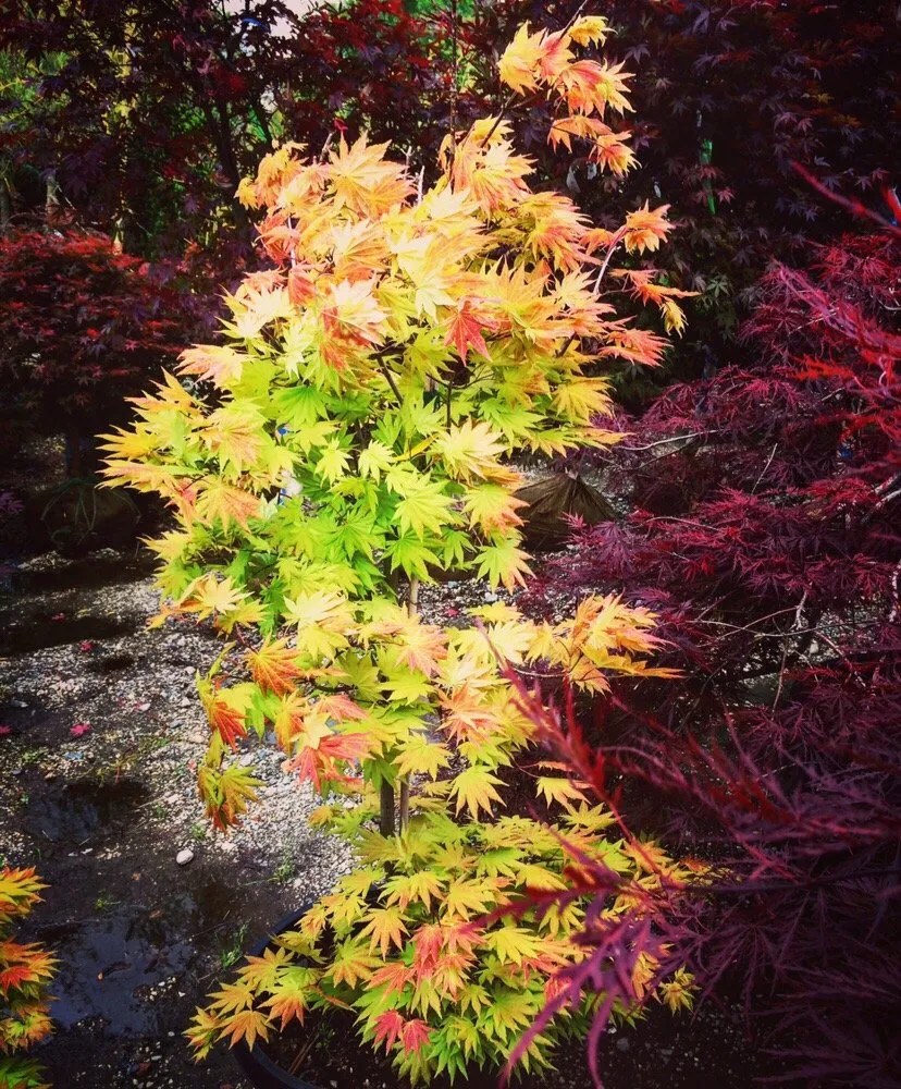 Affordable landscaping services near you across Fresh Meadows, NY - Isaiah's Figtree