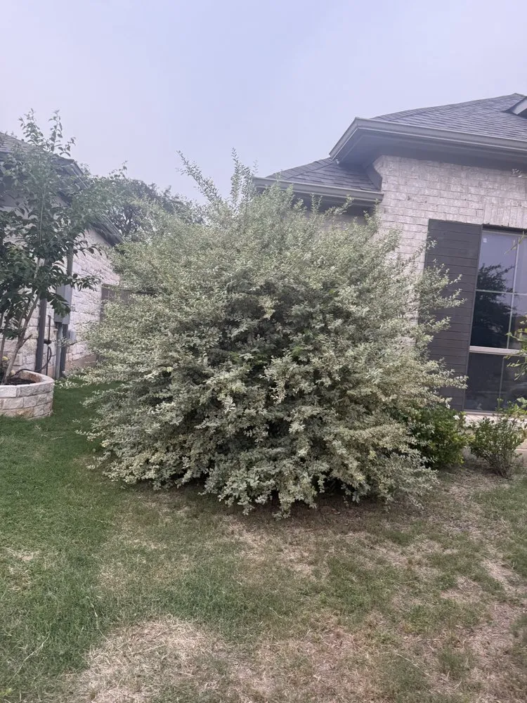 Reliable landscape installation experts serving Bastrop, TX - Isaiah’s Powerwashing & Landscaping