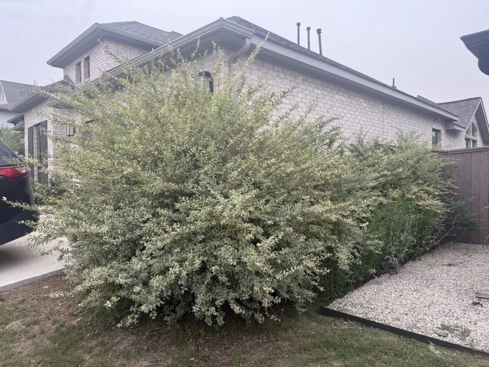 Affordable outdoor landscaping for residential properties across Bastrop, TX - Isaiah’s Powerwashing & Landscaping