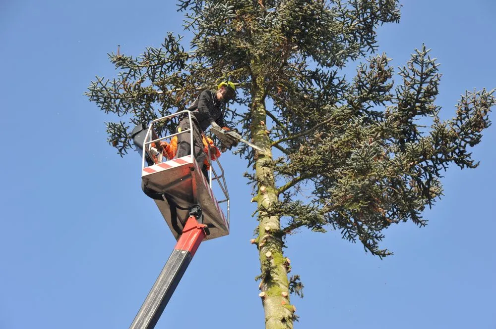Custom outdoor landscaping for outdoor upgrades in Jefferson, NH by Isaiah's Tree Care