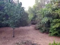 Local landscaping services for beautiful yards in Lincoln, CA by Isidro's Lawn service