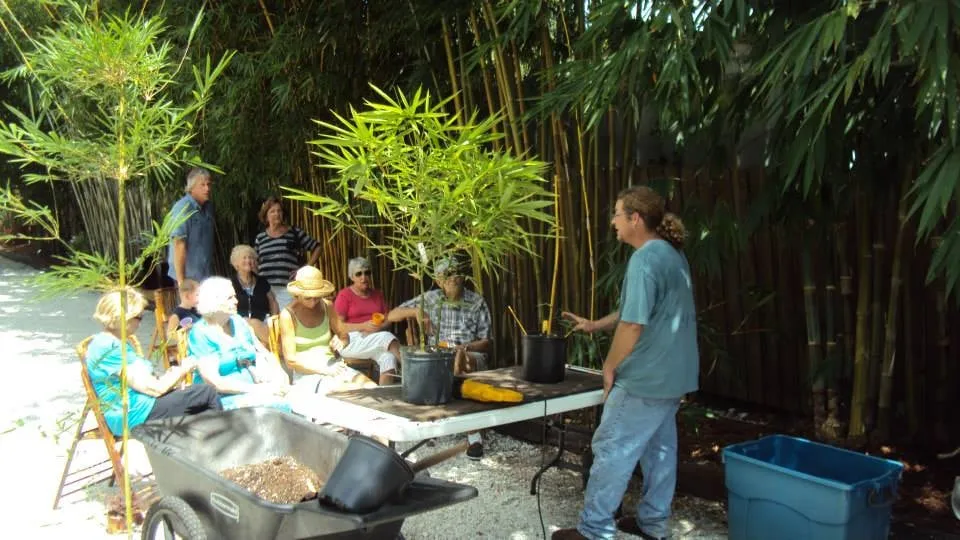 Affordable outdoor landscaping near you in Pinellas Park, FL by Island Bamboo Garden