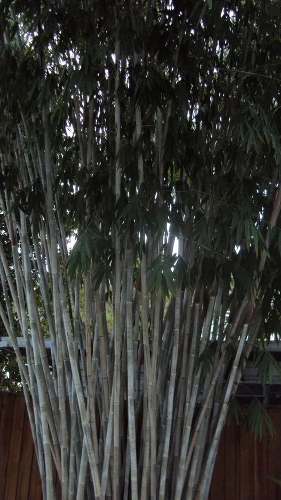Trusted landscaping services in Pinellas Park, FL by Island Bamboo Garden
