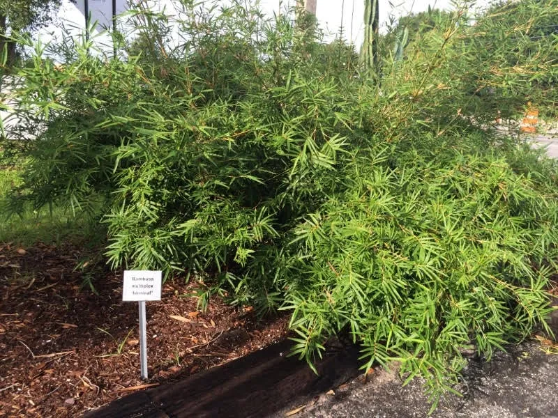 Professional yard cleanup service in Pinellas Park, FL - Island Bamboo Garden
