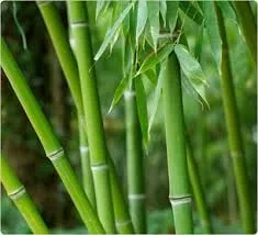 Local yard maintenance for beautiful yards across Pinellas Park, FL - Island Bamboo Garden