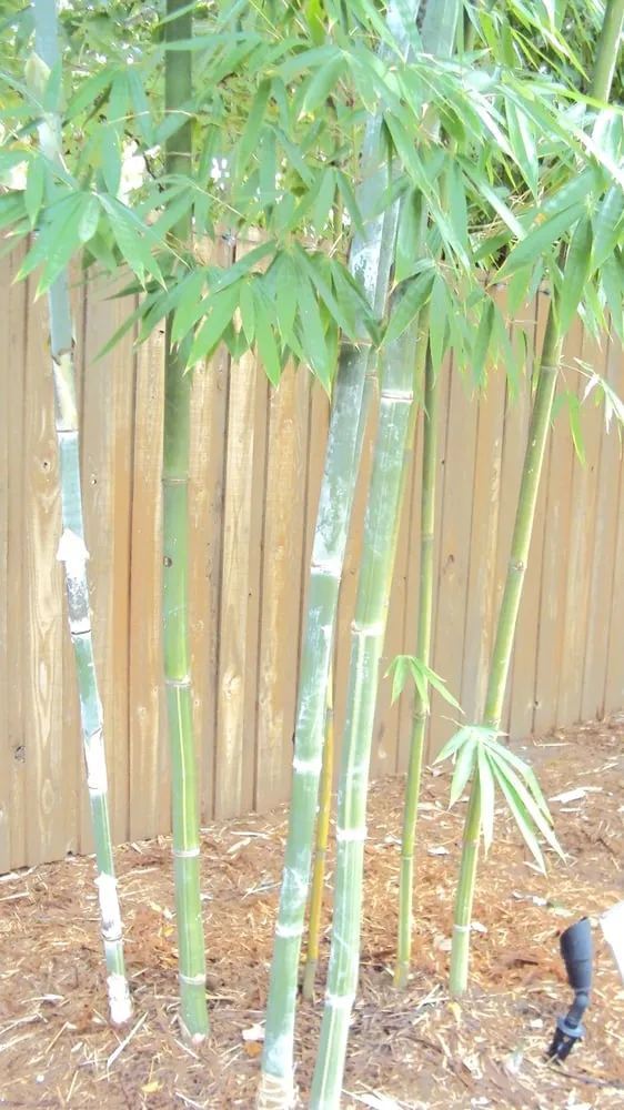 Trusted residential landscaping in Pinellas Park, FL by Island Bamboo Garden