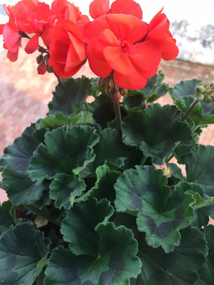 Reliable outdoor landscaping in St. Augustine, FL - Island Breezes Lawn Care