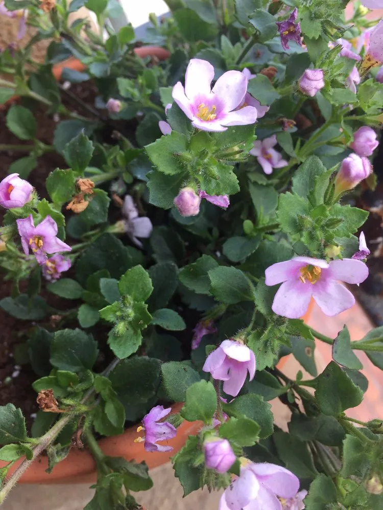 Affordable lawn mowing service near you in St. Augustine, FL by Island Breezes Lawn Care