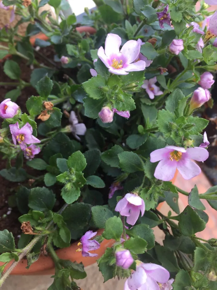 Reliable outdoor landscaping experts serving St. Augustine, FL - Island Breezes Lawn Care