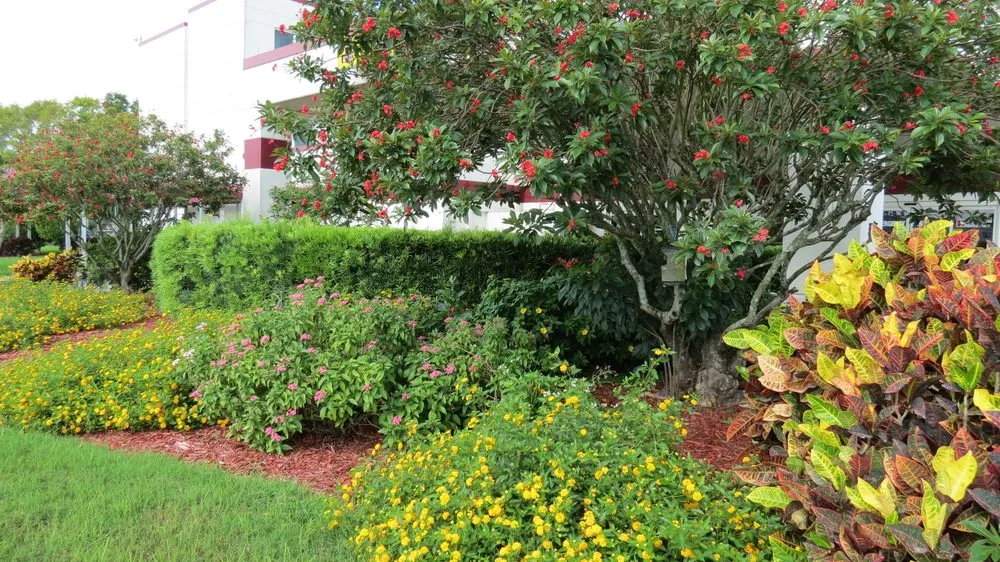 Professional yard maintenance in Fort Myers, FL - Island Coast Lawn & Landscaping
