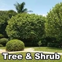 Expert yard maintenance in West Palm Beach, FL - Island Environmental Pest Control