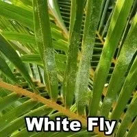 Professional yard maintenance for residential properties across West Palm Beach, FL - Island Environmental Pest Control