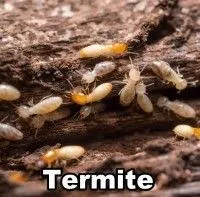 Affordable residential landscaping for residential properties in West Palm Beach, FL by Island Environmental Pest Control