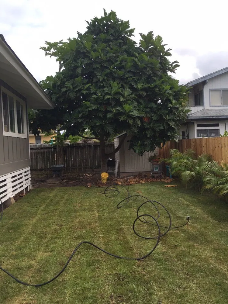 Affordable outdoor landscaping experts serving Honolulu, HI - Island Hydroseed