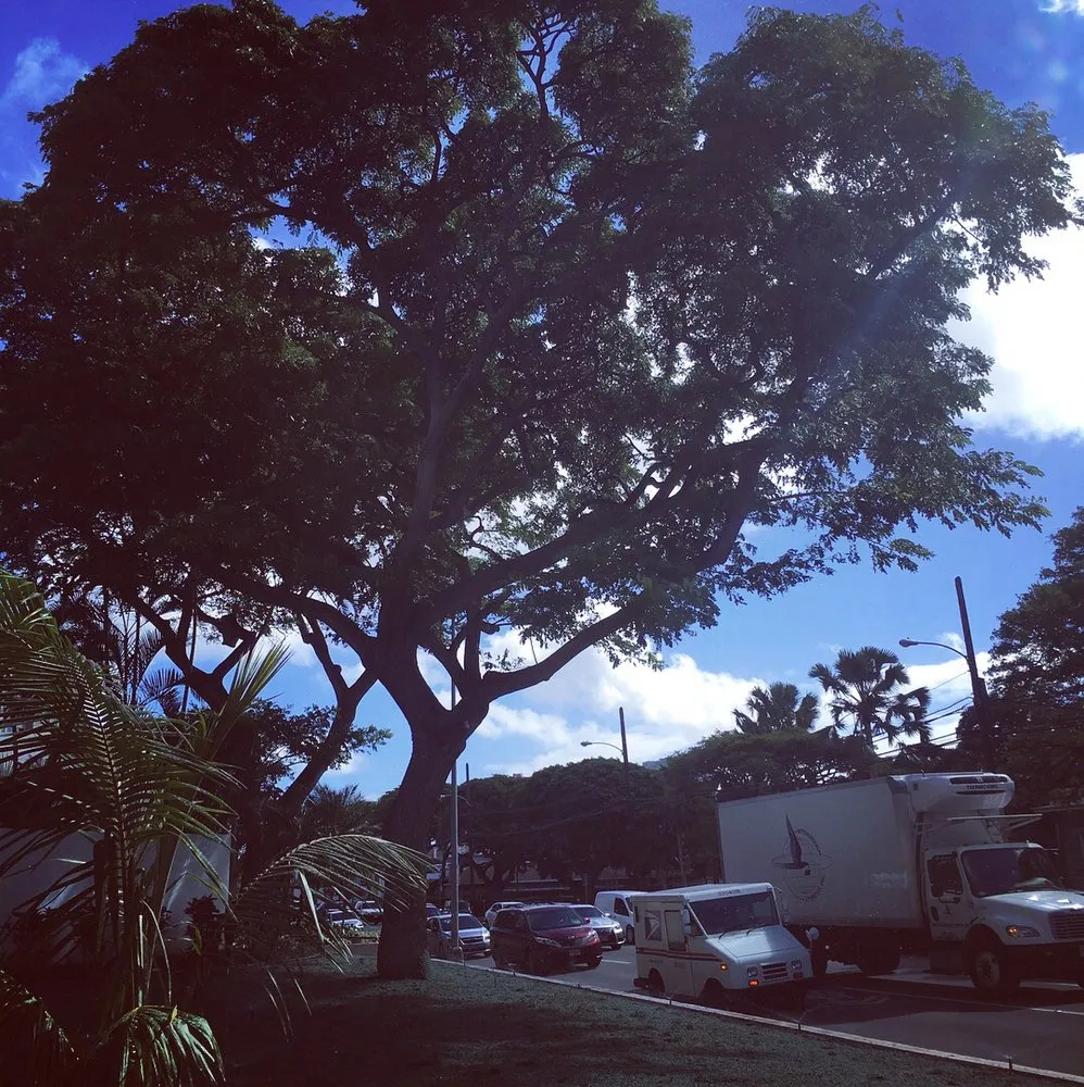 Reliable yard cleanup service in Honolulu, HI - Island Hydroseed