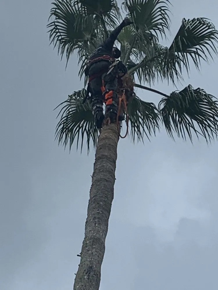 Reliable yard maintenance in Marco Island, FL by Island Landscape Services