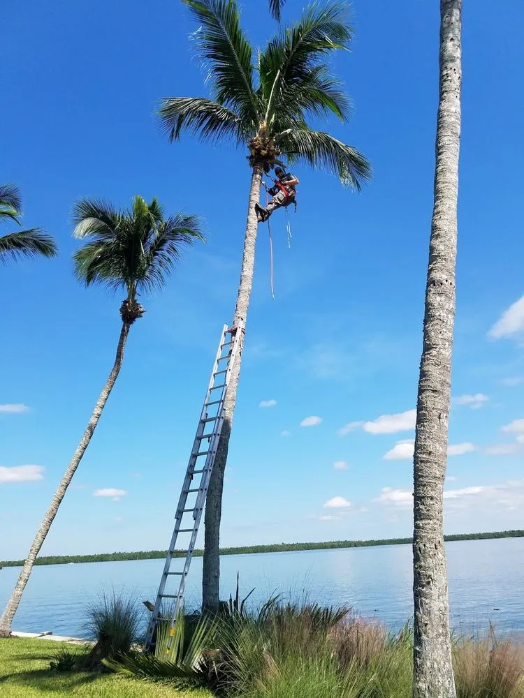 Affordable lawn mowing service in Marco Island, FL by Island Landscape Services