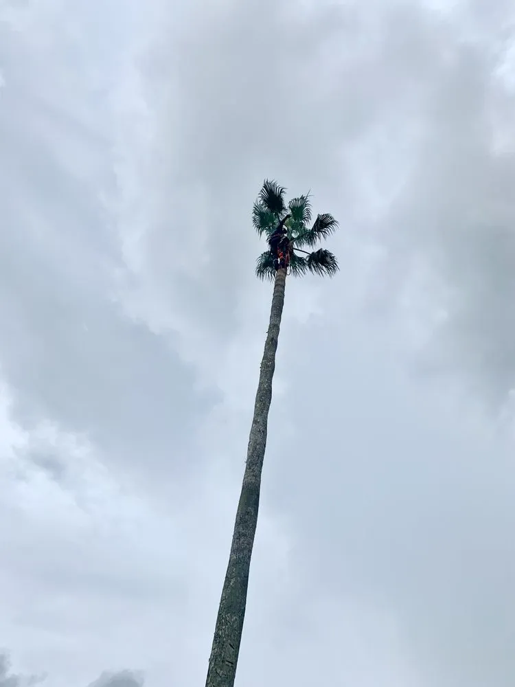 Affordable landscape installation in Marco Island, FL - Island Landscape Services