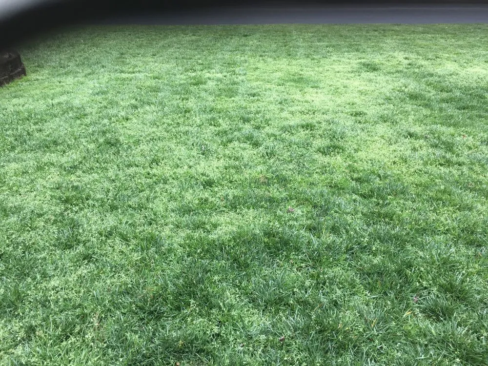 Reliable garden landscaping for beautiful yards in Dunwoody, GA by Island Lawn Care