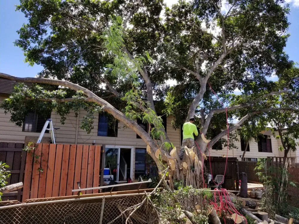 Professional yard maintenance experts serving Ewa Beach, HI - Island Ohana Tree & Landscaping Services