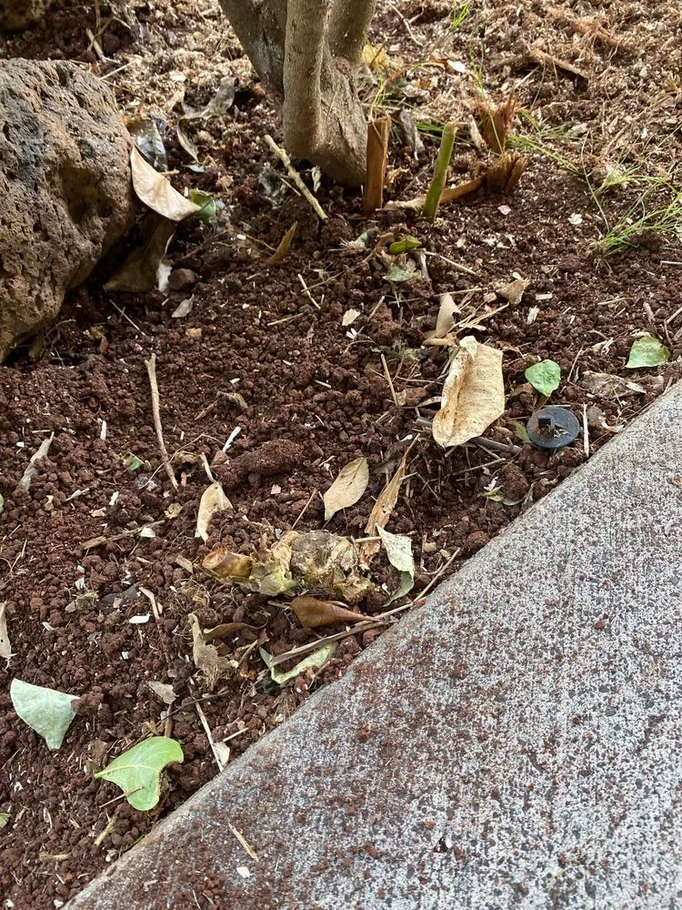 Professional yard maintenance in Ewa Beach, HI - Island Ohana Tree & Landscaping Services