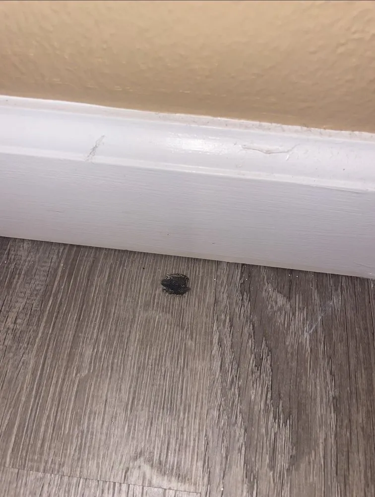 Professional landscaping services in Haleiwa, HI by Island Palms Hawaii