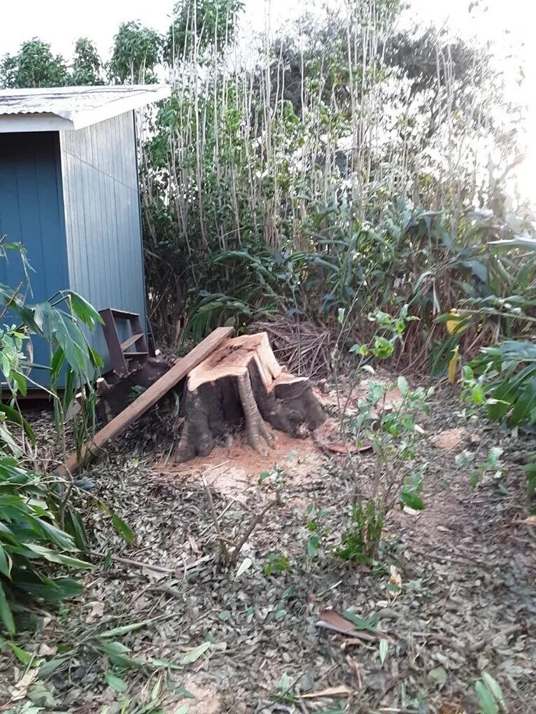 Top-rated yard maintenance for year-round maintenance in Kilauea, HI by Island Roots Tree Trimming Kauai
