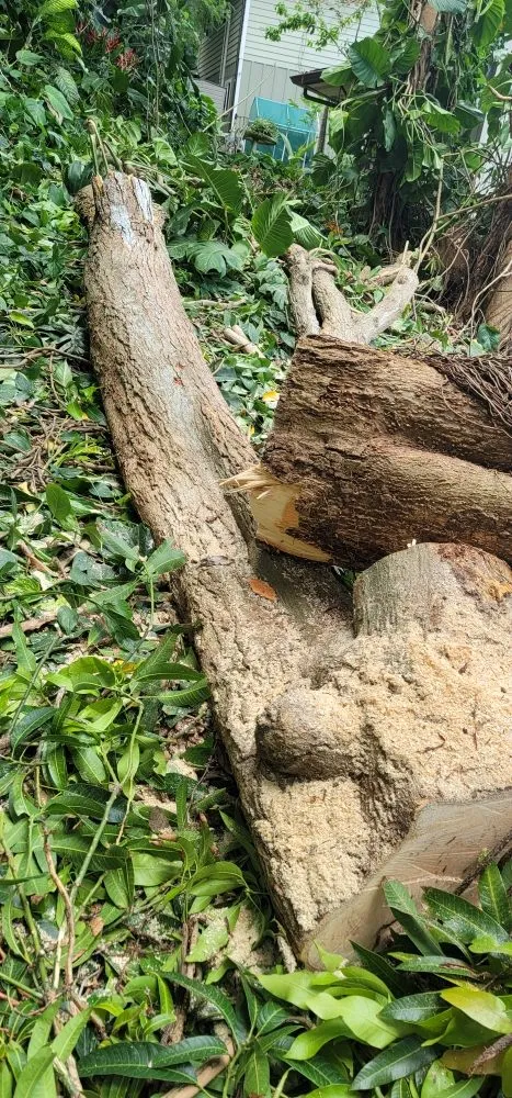 Top-rated landscape installation for homes in Waipahu, HI by Island Tree and Landscape Services