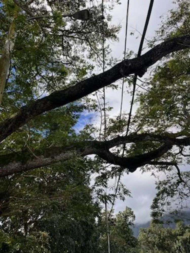 Expert lawn mowing service for year-round maintenance across Waipahu, HI - Island Tree and Landscape Services