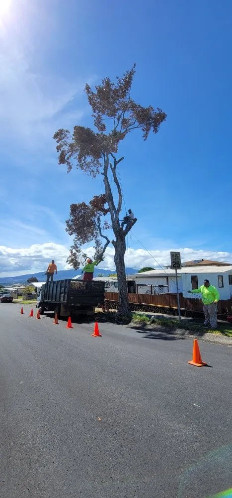 Trusted yard cleanup service in Waipahu, HI - Island Tree and Landscape Services