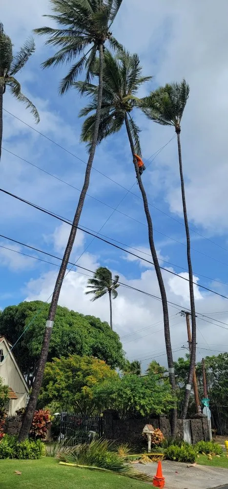 Reliable lawn care service for year-round maintenance in Waipahu, HI by Island Tree and Landscape Services
