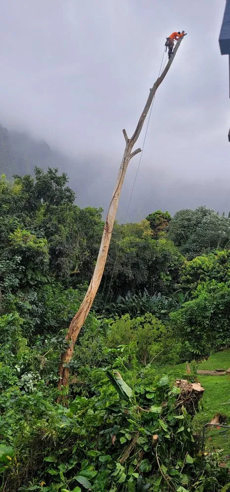 Professional yard cleanup service in Waipahu, HI by Island Tree and Landscape Services