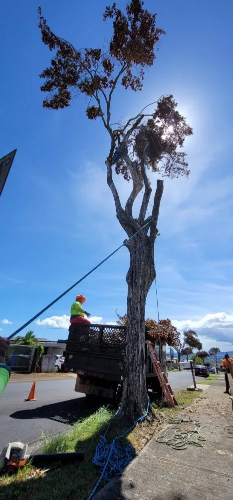 Trusted garden landscaping for beautiful yards across Waipahu, HI - Island Tree and Landscape Services