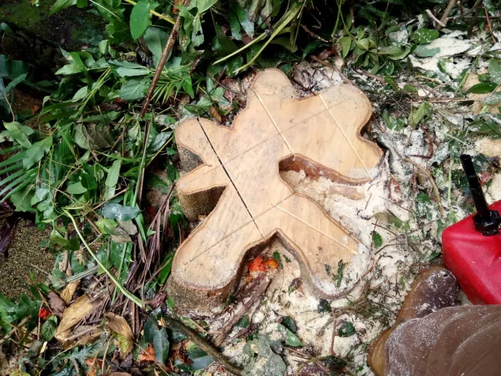 Custom landscaping services near you across Waipahu, HI - Island Tree and Landscape Services