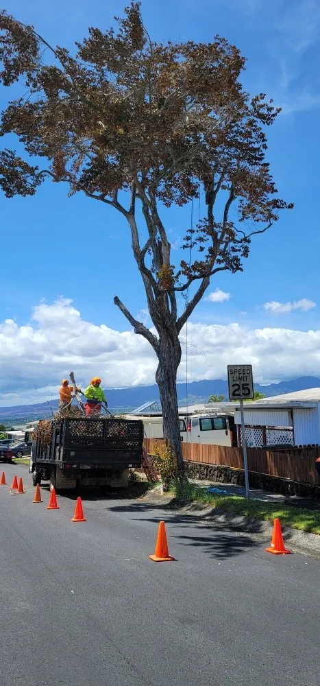 Top-rated outdoor landscaping experts serving Waipahu, HI - Island Tree and Landscape Services