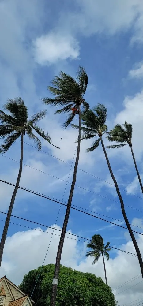 Trusted garden landscaping with custom design across Waipahu, HI - Island Tree and Landscape Services