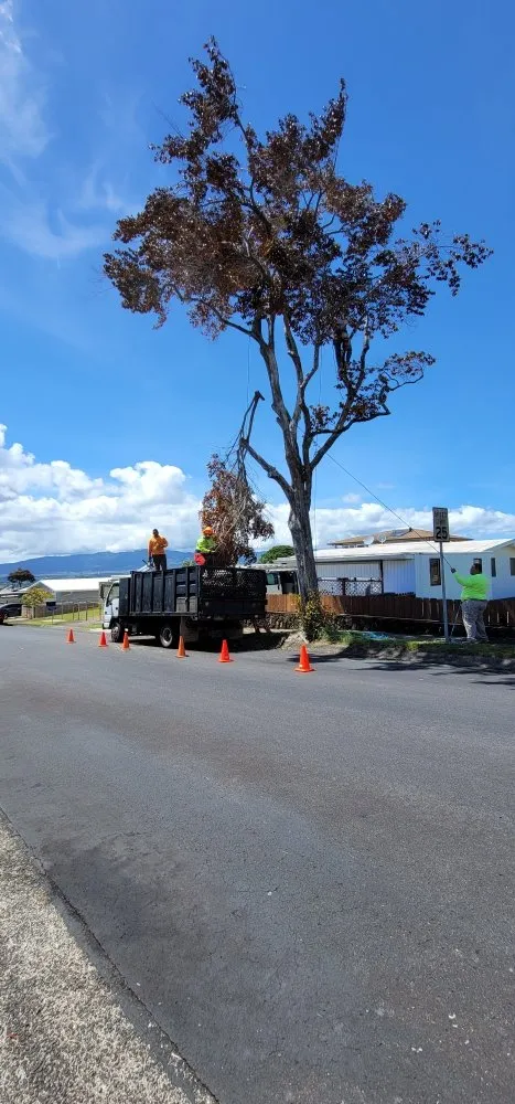 Custom yard maintenance experts serving Waipahu, HI - Island Tree and Landscape Services