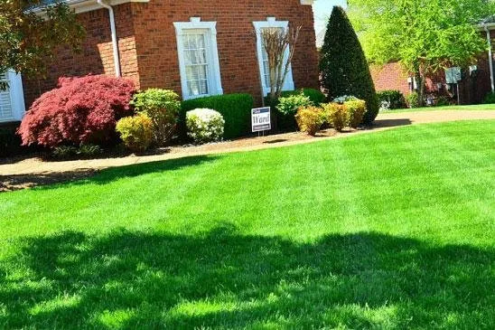 Reliable yard cleanup service in Clinton, WA - Island Tree Service