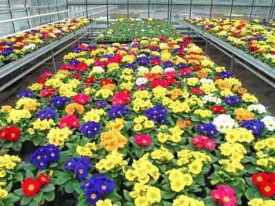 Top-rated yard cleanup service for year-round maintenance across Kapaa, HI - Island Yard Service