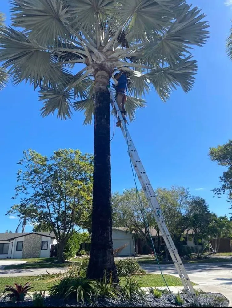 Top-rated landscaping services experts serving Miami, FL - Island's Lawn & Garden