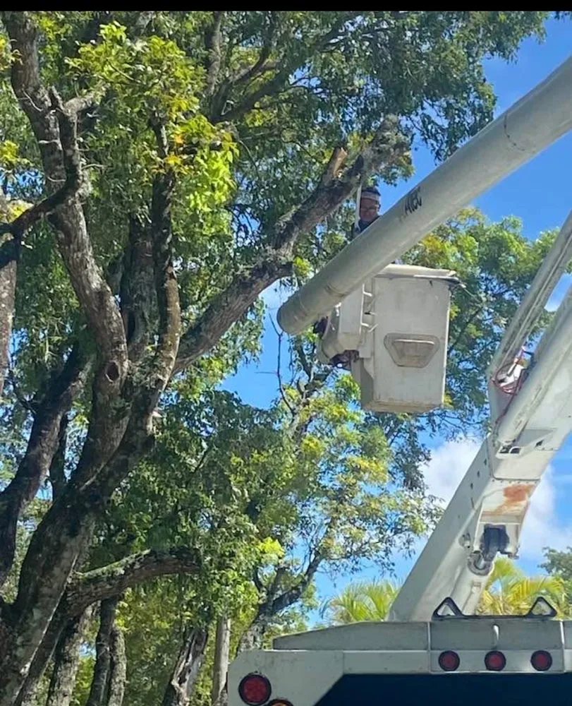 Custom outdoor landscaping in Miami, FL by Island's Lawn & Garden