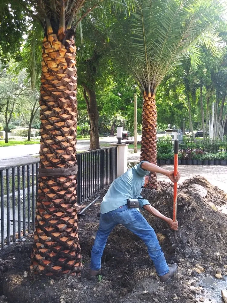 Local yard cleanup service experts serving Miami, FL - Island's Lawn & Garden
