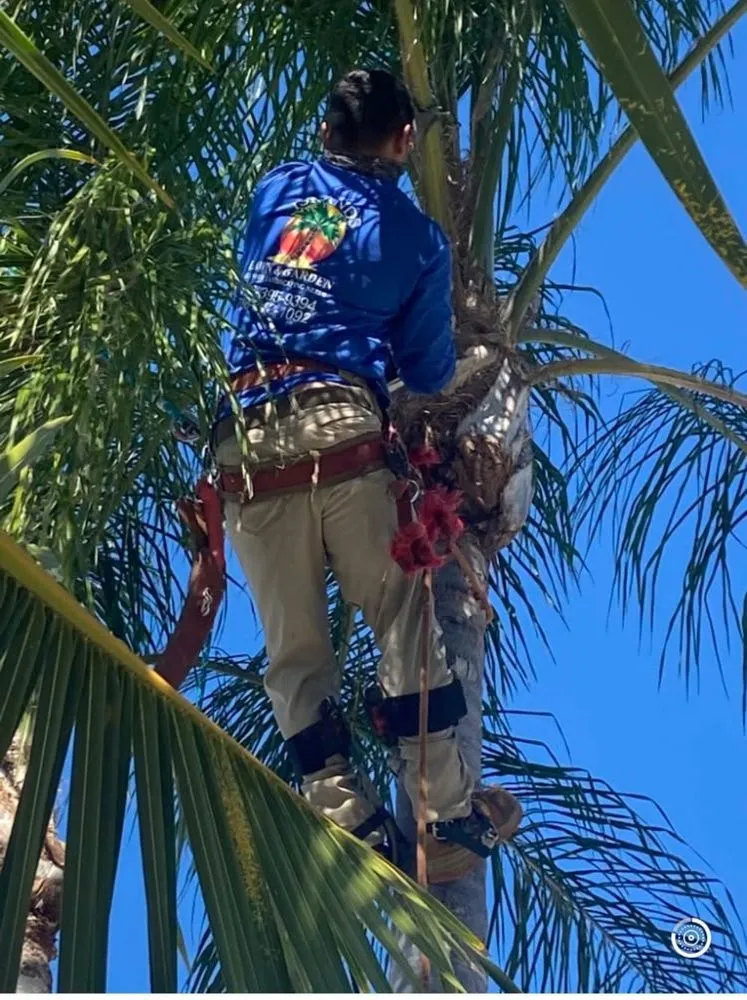 Top-rated landscape installation for outdoor upgrades across Miami, FL - Island's Lawn & Garden