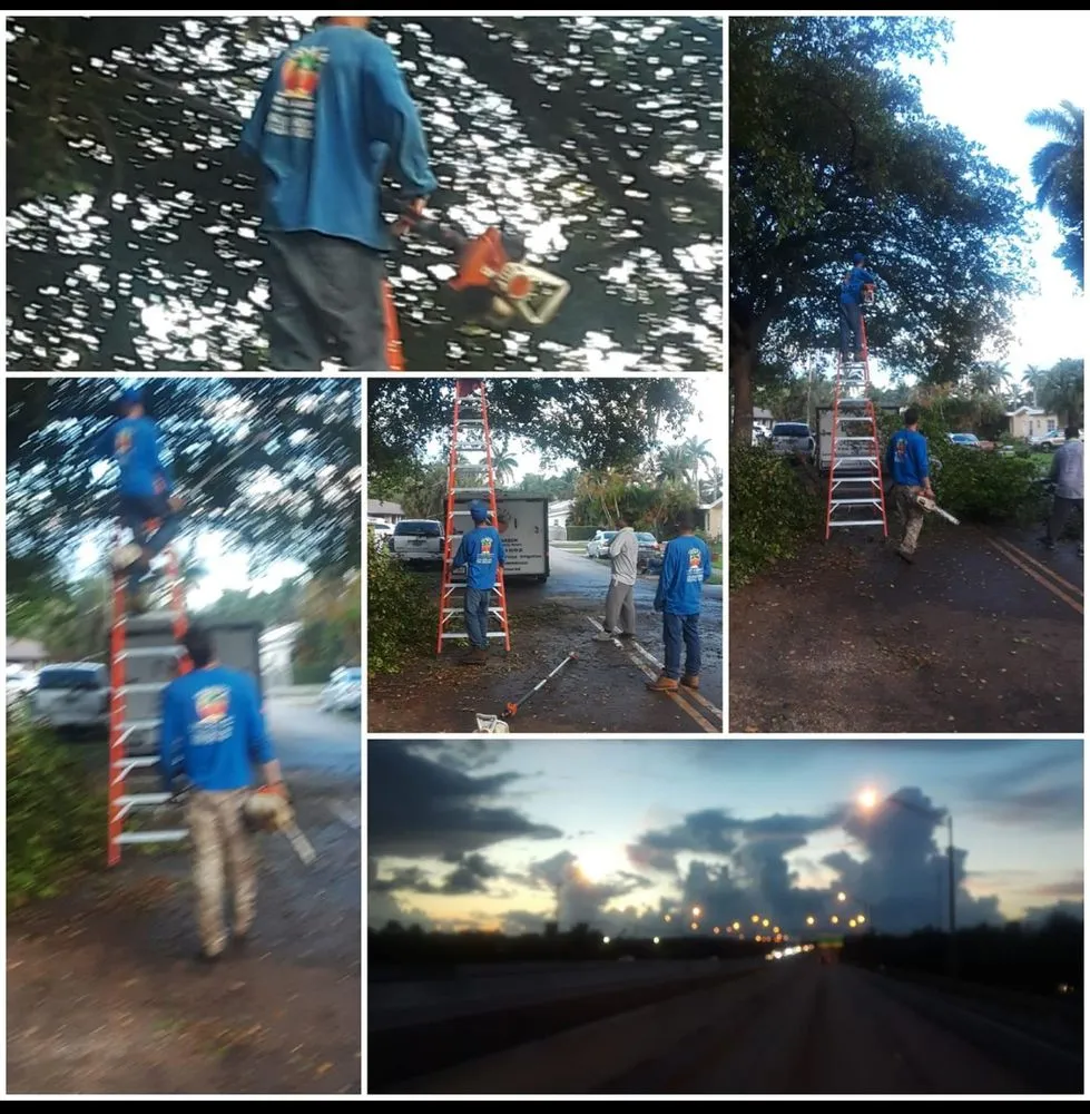 Trusted landscape installation experts serving Miami, FL - Island's Lawn & Garden