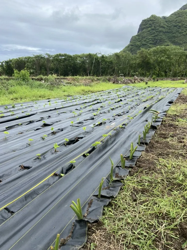 Affordable outdoor landscaping in Kaneohe, HI - ISLANDSCAPE