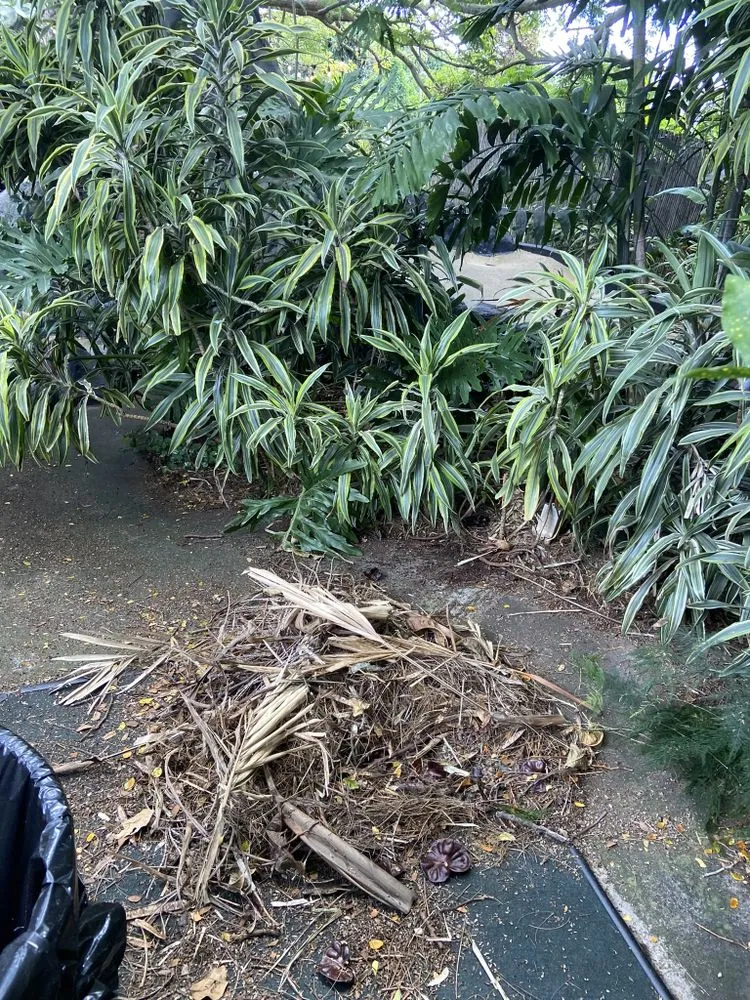 Top-rated yard cleanup service in Kaneohe, HI - ISLANDSCAPE