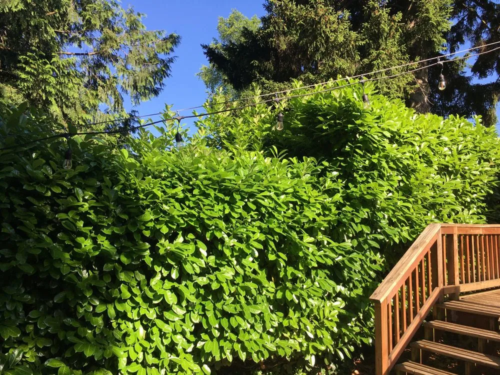 Expert landscaping services for beautiful yards in Portland, OR by Islandx Escape Custome Landscaping